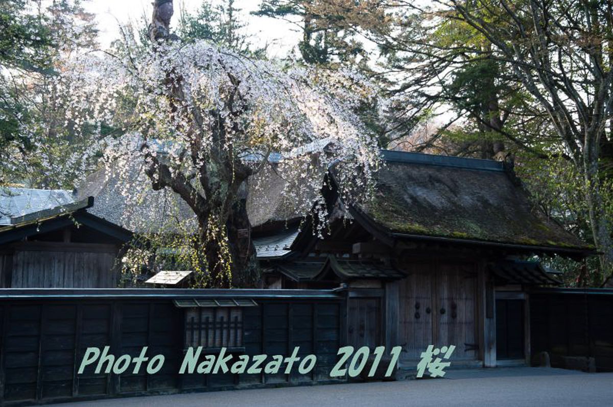 角舘の桜